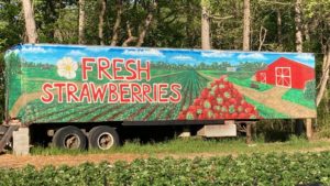 Fresh Strawberries Mural